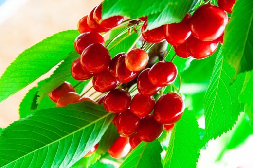 Skeena cereja auto-fértil em raiz