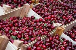 Cerise Burlat en sachet de 2 litres.