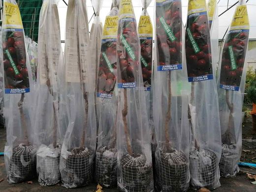 Cerezo gallego 'Picuda Beade', cerezos de Galicia