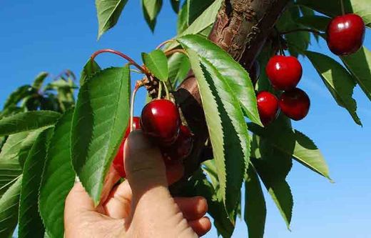 Cerezo Lapins en Bolsa de 2 Litros