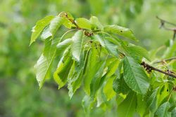 Cereja para produção de madeira, sardenha, Prunus avium