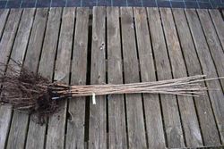 Cereja para produção de madeira, sardenha, Prunus avium