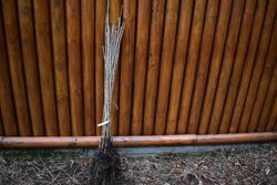 Cereja para produção de madeira, sardenha, Prunus avium