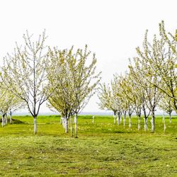 Cerezo para producir madera, cerdeira, Prunus avium