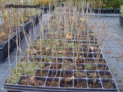 Cerezo para producir madera, cerdeira, Prunus avium