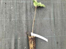 Cerezo para producir madera, cerdeira, Prunus avium