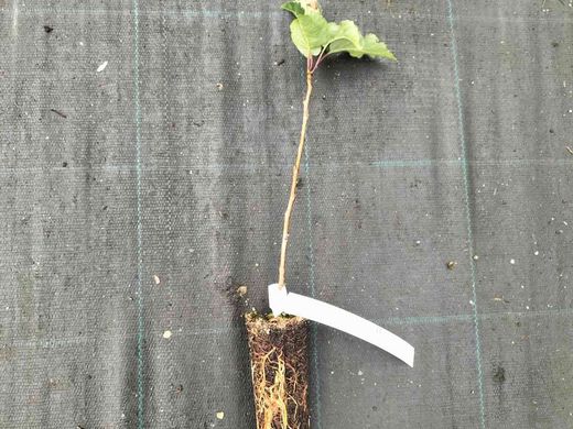 Cerezo para producir madera, cerdeira, Prunus avium