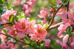 Chaenomeles superba Pink lady - Membrillero del Japón rosa