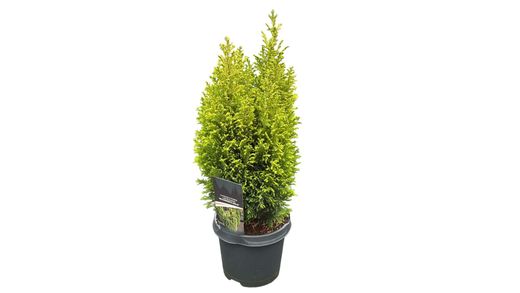 Chamaecyparis lawsoniana "Ellwoods gold"