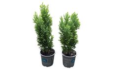 Chamaecyparis lawsoniana "Ellwoods gold"