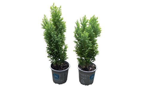 Chamaecyparis lawsoniana "Ellwoods gold"
