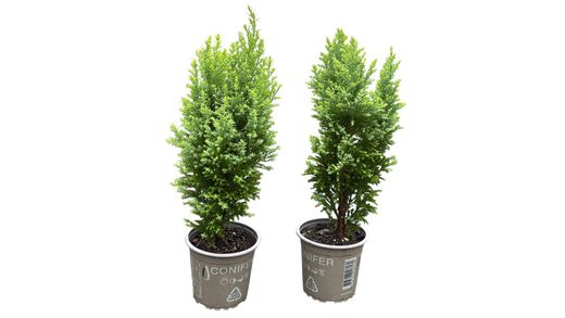Chamaecyparis lawsoniana "Ellwoods gold"