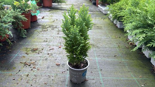 Chamaecyparis lawsoniana "Ellwoods gold"