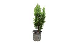 Chamaecyparis lawsoniana "Ellwoods gold"