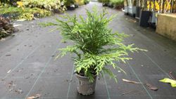 Chamaecyparis lawsoniana "Globosa"