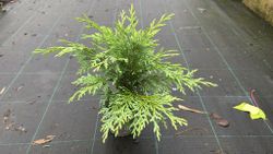 Chamaecyparis lawsoniana "Globosa"