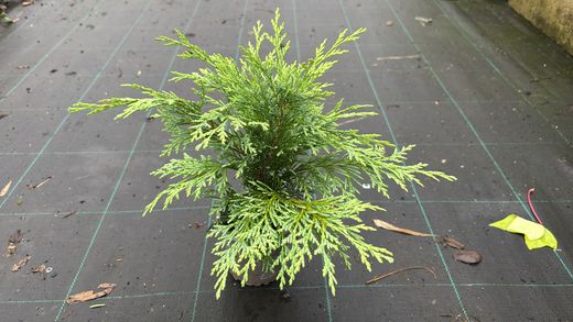 Chamaecyparis lawsoniana "Globosa"