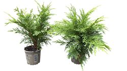 Chamaecyparis lawsoniana "Globosa"