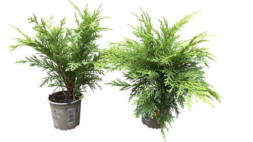Chamaecyparis lawsoniana "Globosa"