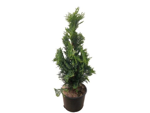 Chamaecyparis lawsoniana Stardust