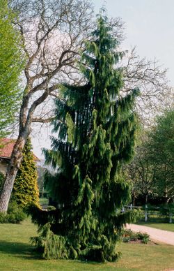 Chamaecyparis nootkatensis "Pendula"