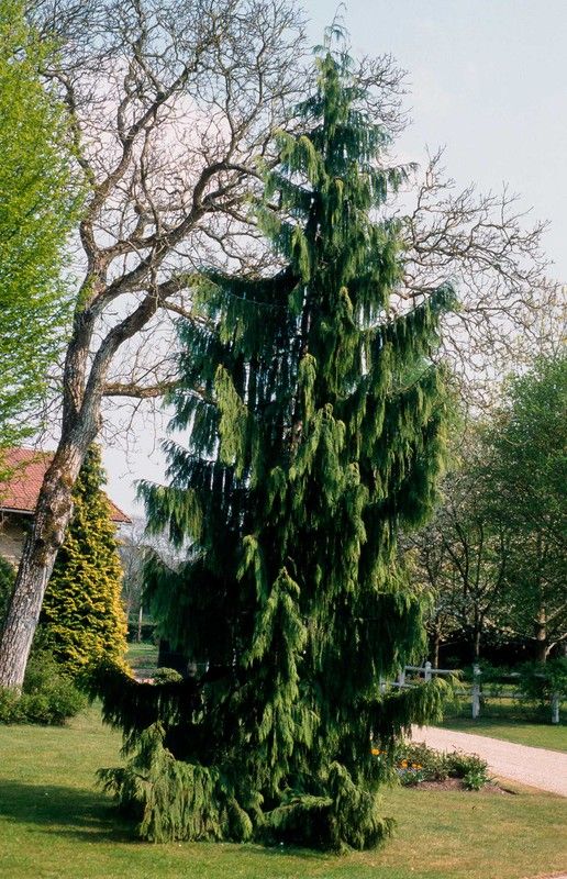 Chamaecyparis nootkatensis "Pendula"