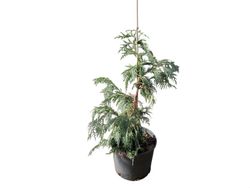 Chamaecyparis nootkatensis "Pendula"