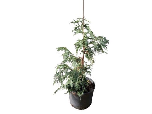 Chamaecyparis nootkatensis "Pendula"