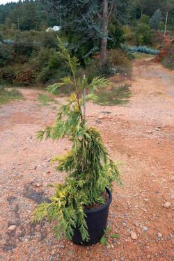 Chamaecyparis nootkatensis "Pendula Aurea"