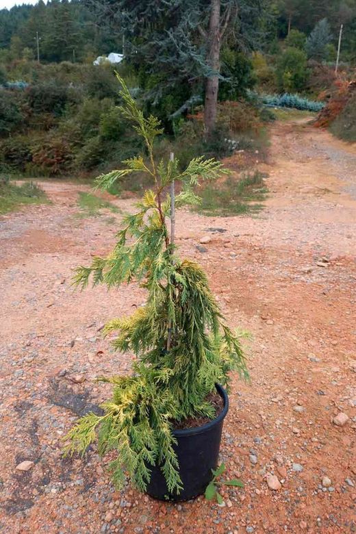 Chamaecyparis nootkatensis "Pendula Aurea"