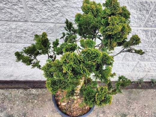 Chamaecyparis obtusa 'Nana gracilis' em vaso de 30-40 L