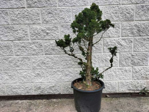 Chamaecyparis obtusa 'Nana gracilis' em vaso de 30-40 L