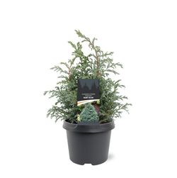 Chamaecyparis pisifera "Baby blue​"