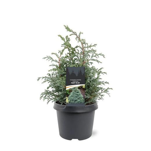 Chamaecyparis pisifera "Baby blue​"