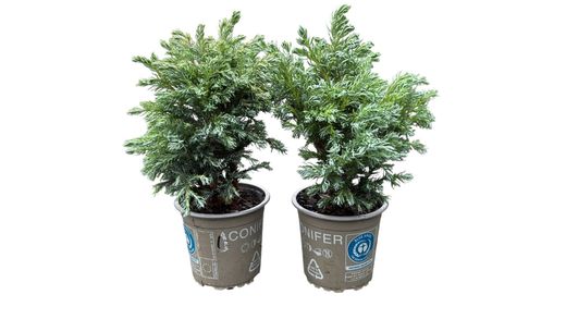 Chamaecyparis pisifera "Baby blue​"