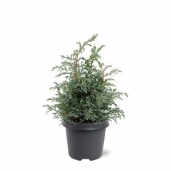 Chamaecyparis pisifera "Baby blue​"