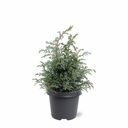 Chamaecyparis pisifera "Baby blue​"