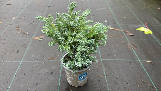 Chamaecyparis pisifera "Baby blue​"