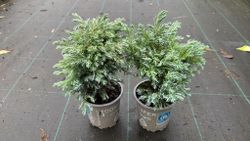 Chamaecyparis pisifera "Baby blue​"
