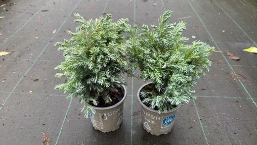 Chamaecyparis pisifera "Baby blue​"