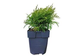 Chamaecyparis pisifera "Filifera aurea"