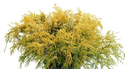 Chamaecyparis pisifera "Filifera aurea"