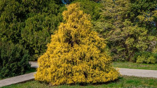 Chamaecyparis pisifera "Filifera aurea"