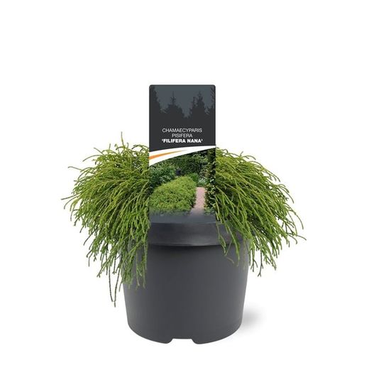 Chamaecyparis pisifera "Filifera nana"