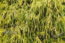 Chamaecyparis pisifera "Filifera nana"