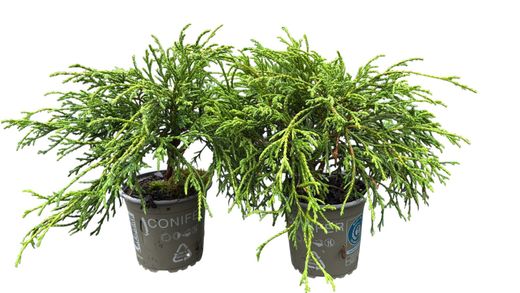 Chamaecyparis pisifera "Filifera nana​"