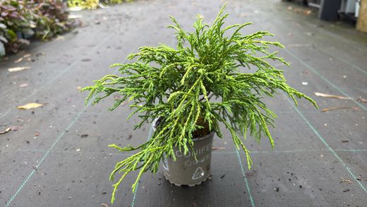Chamaecyparis pisifera "Filifera nana​"