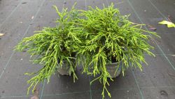 Chamaecyparis pisifera "Filifera nana​"
