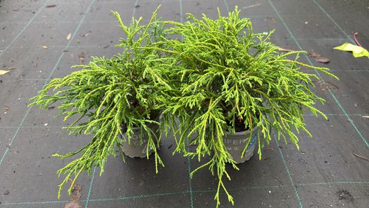Chamaecyparis pisifera "Filifera nana​"
