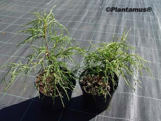 Chamaecyparis pisifera sungold